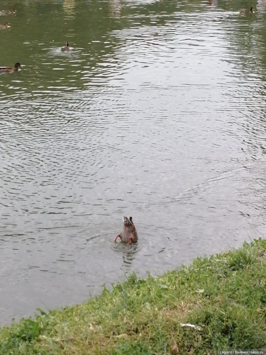 Санкт-Петербург: Мишель в Таврическом саду - розы
