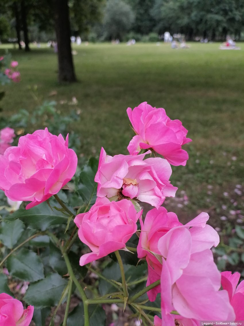 Санкт-Петербург: Мишель в Таврическом саду - розы