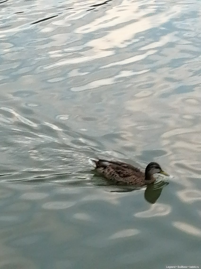 Санкт-Петербург: Мишель в Таврическом саду - розы