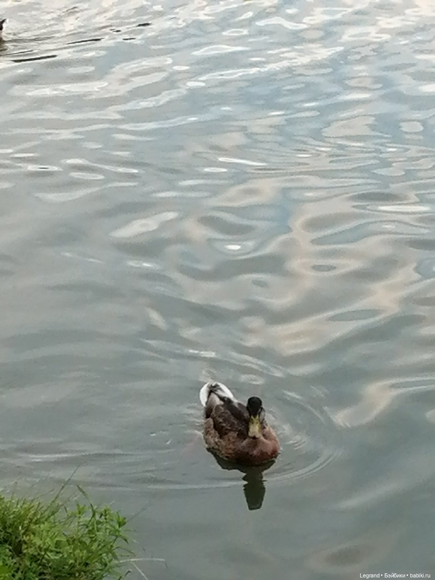 Санкт-Петербург: Мишель в Таврическом саду - розы