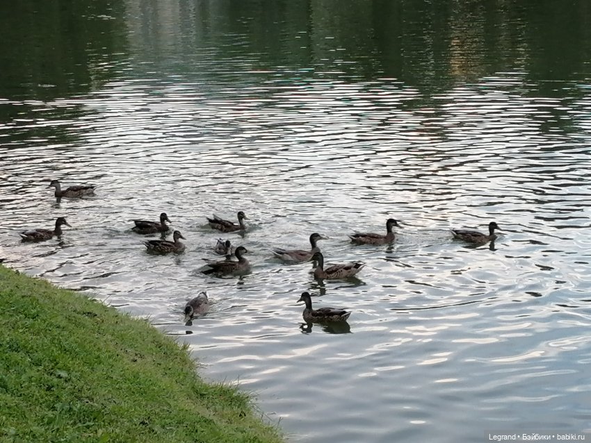 Санкт-Петербург: Мишель в Таврическом саду - розы