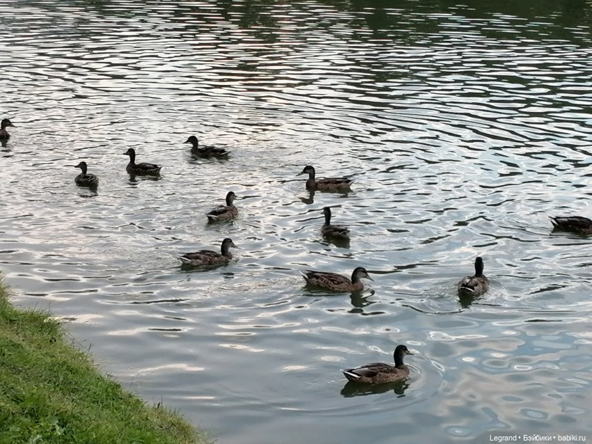 Санкт-Петербург: Мишель в Таврическом саду - розы