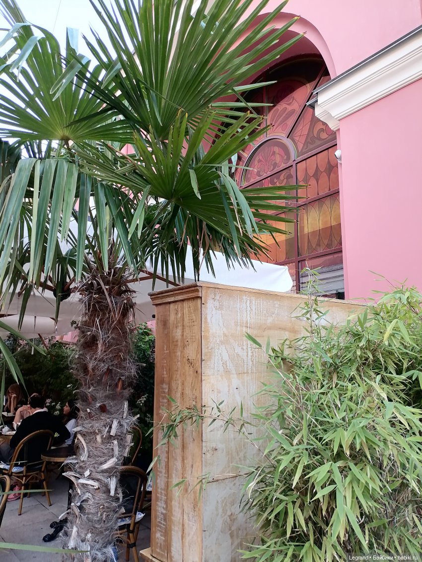 Из жизни моих мишек: Мишель во дворе особняка И.К. Мясникова - пальмы