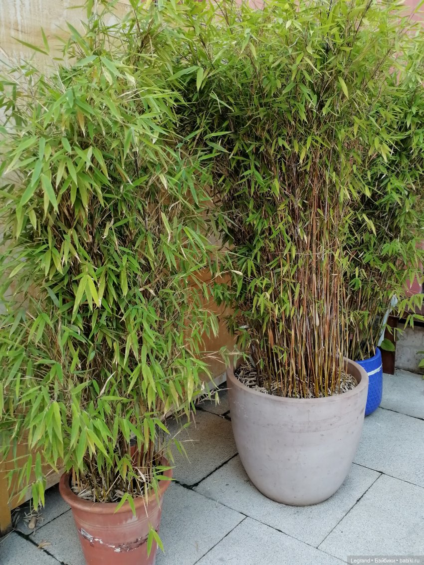 Из жизни моих мишек: Мишель во дворе особняка И.К. Мясникова - пальмы