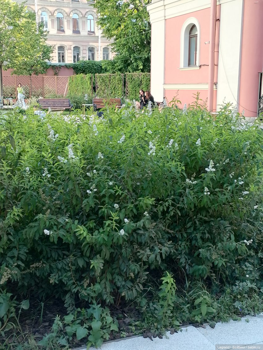 Из жизни моих мишек: Мишель во внутреннем дворе особняка И.К. Мясникова (фото 7)