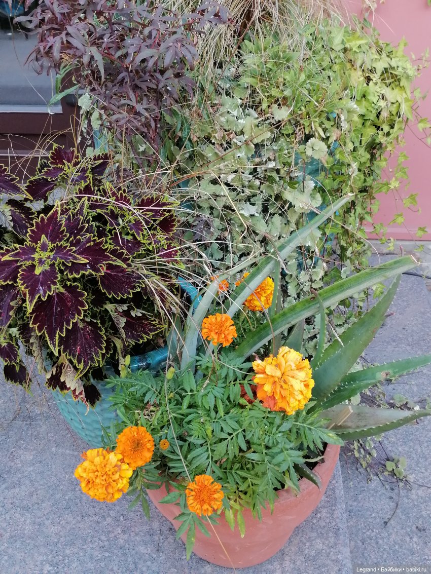 Из жизни моих мишек: Мишель во дворе особняка И.К. Мясникова - пальмы