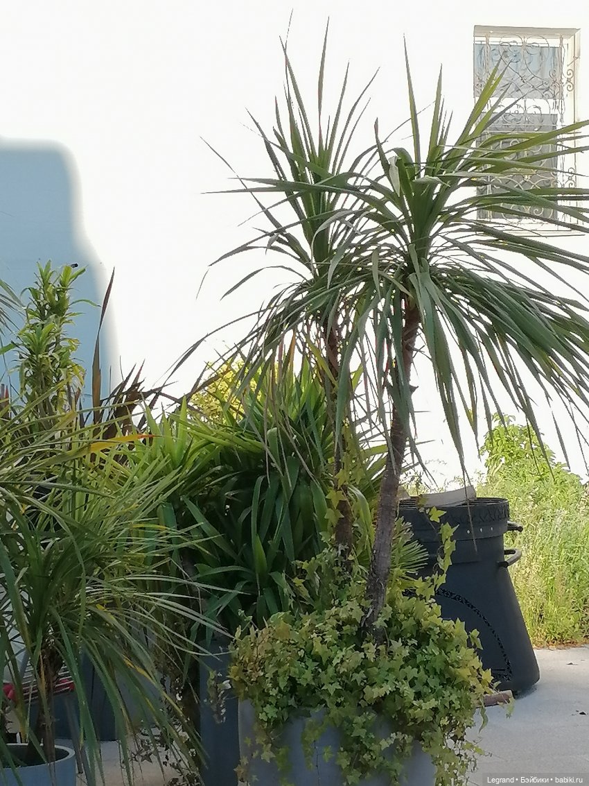 Из жизни моих мишек: Мишель во дворе особняка И.К. Мясникова - пальмы (фото 5)