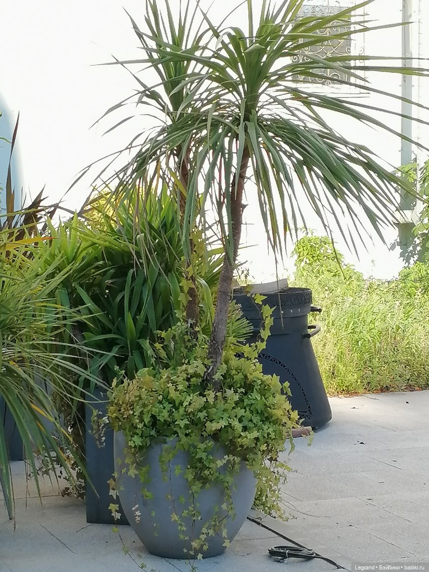 Из жизни моих мишек: Мишель во дворе особняка И.К. Мясникова - пальмы (фото 4)