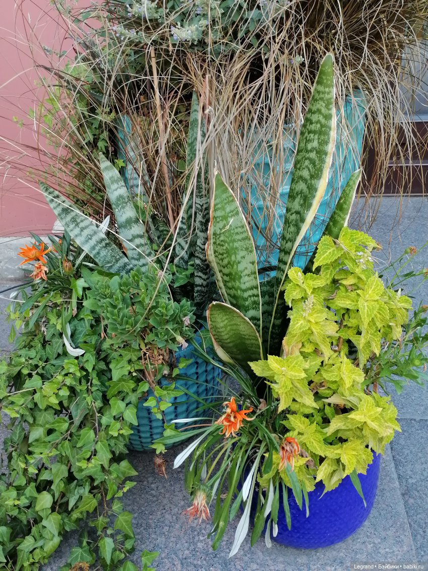 Из жизни моих мишек: Мишель во дворе особняка И.К. Мясникова - пальмы