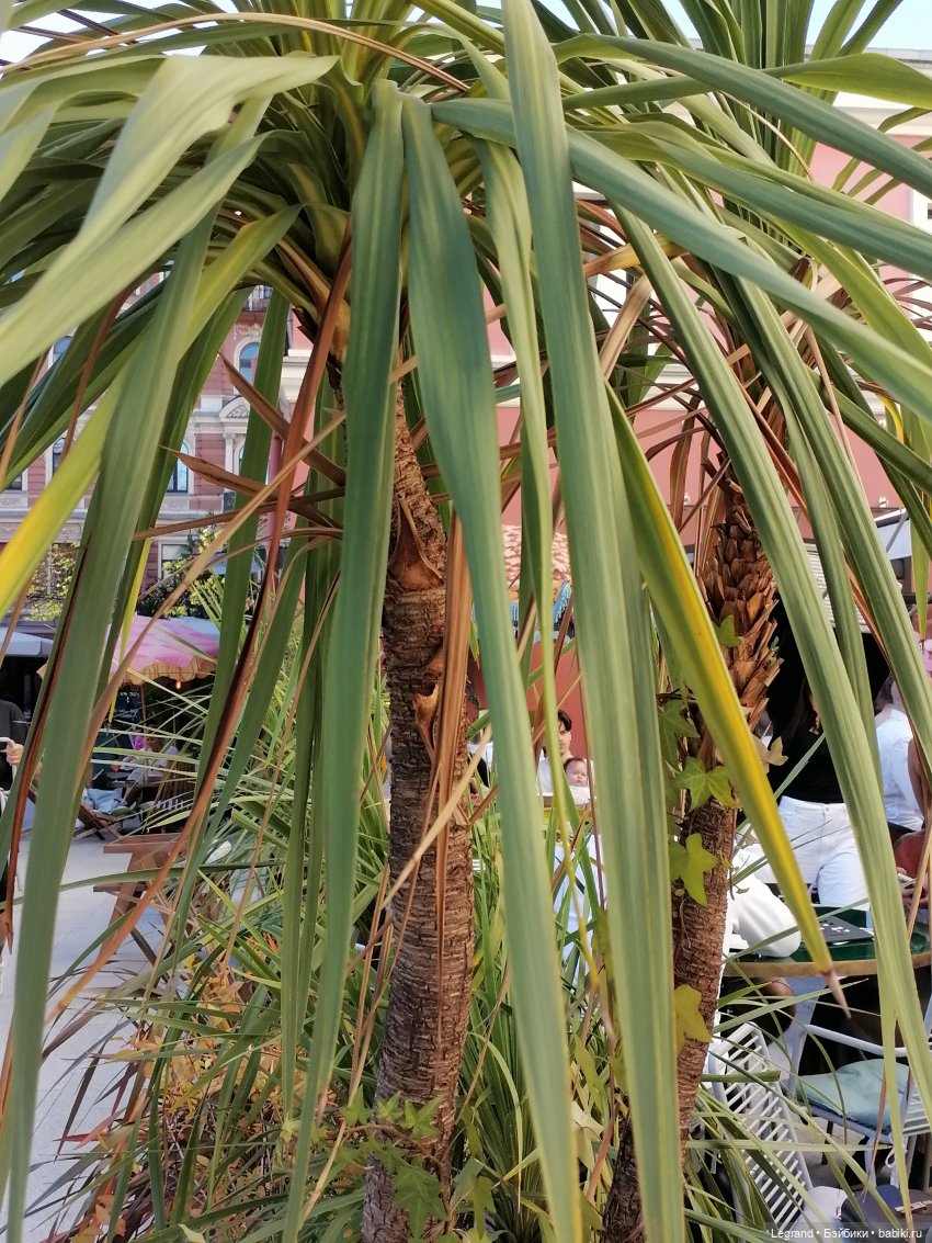 Из жизни моих мишек: Мишель во дворе особняка И.К. Мясникова - пальмы (фото 9)