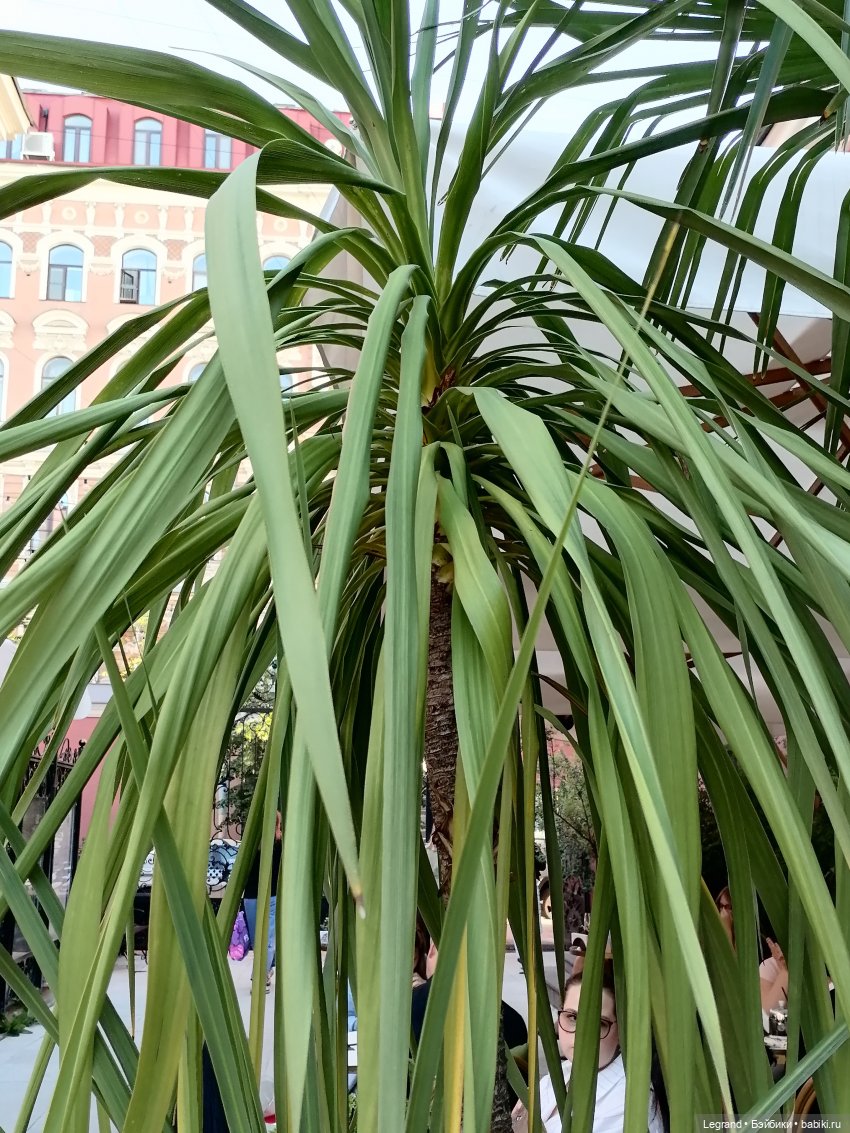 Из жизни моих мишек: Мишель во дворе особняка И.К. Мясникова - пальмы