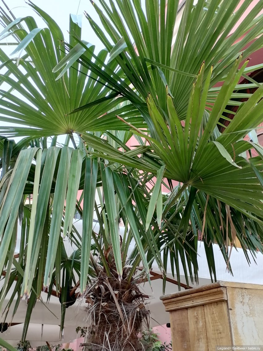 Из жизни моих мишек: Мишель во дворе особняка И.К. Мясникова - пальмы