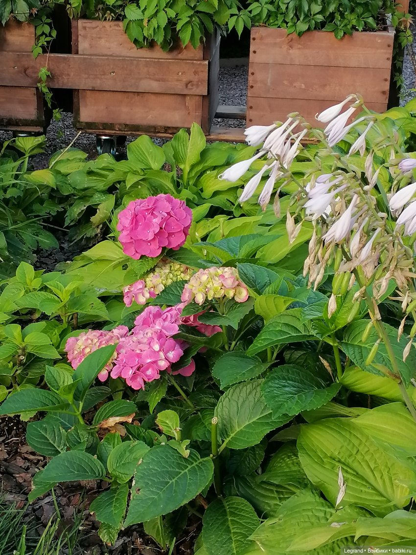 Из жизни моих мишек: Мишель во внутреннем дворе особняка И.К. Мясникова