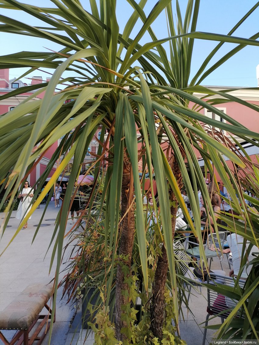 Из жизни моих мишек: Мишель во дворе особняка И.К. Мясникова - пальмы (фото 8)