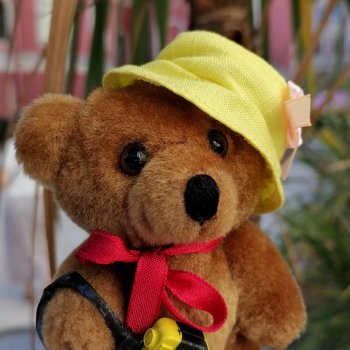 Из жизни моих мишек: Мишель во дворе особняка И.К. Мясникова - пальмы