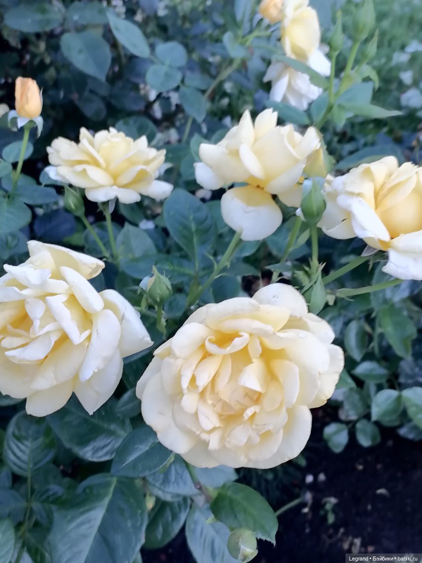 Санкт-Петербург: розы, Август, Нева, закат - часть первая