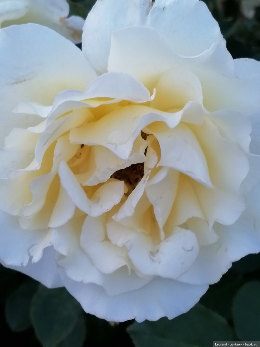 Санкт-Петербург: розы, Август, Нева, закат - часть первая