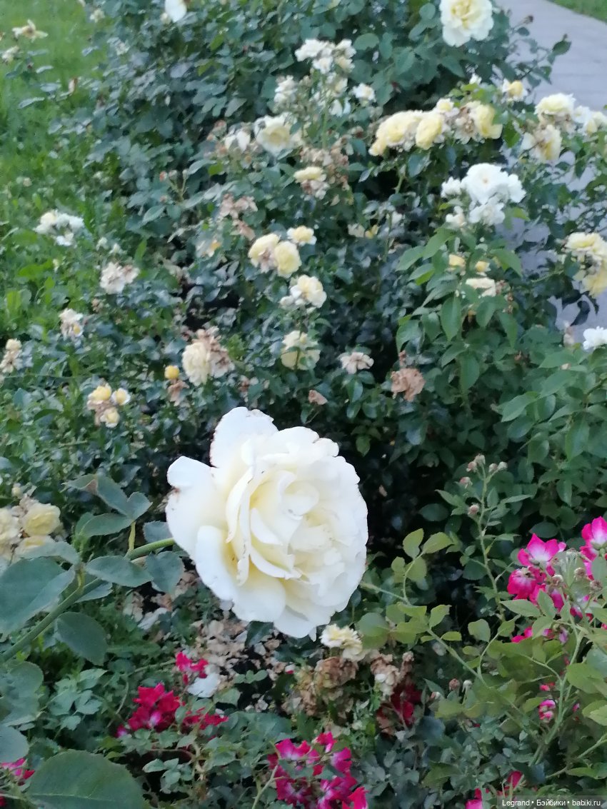 Санкт-Петербург: розы, Август, Нева, закат - часть первая