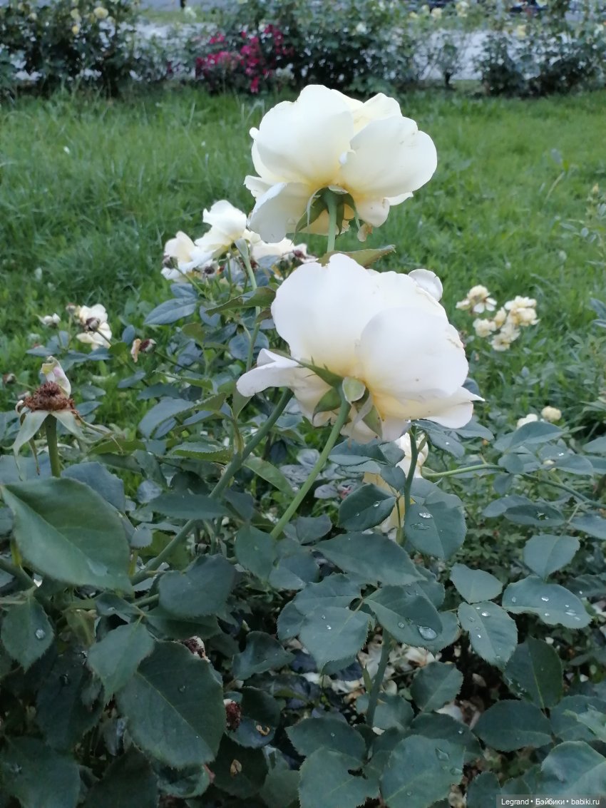 Санкт-Петербург: розы, Август, Нева, закат - часть первая