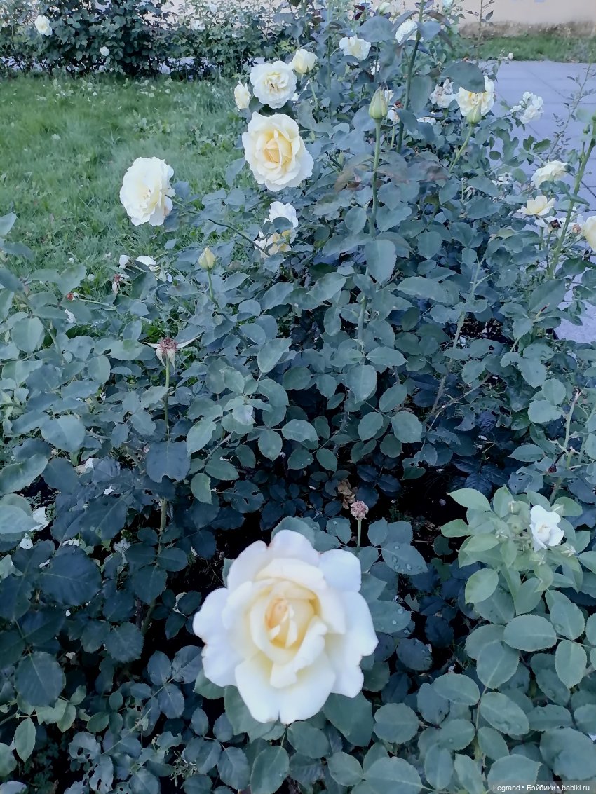 Санкт-Петербург: розы, Август, Нева, закат - часть первая