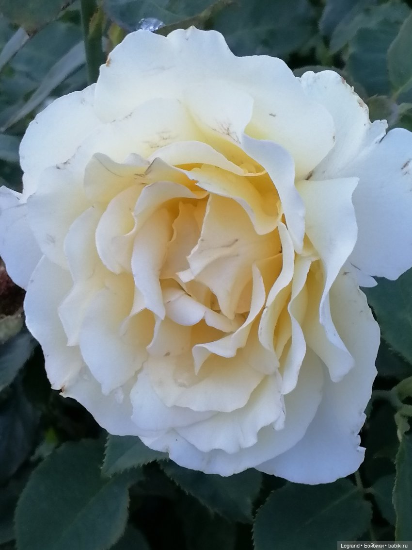 Санкт-Петербург: розы, Август, Нева, закат - часть первая