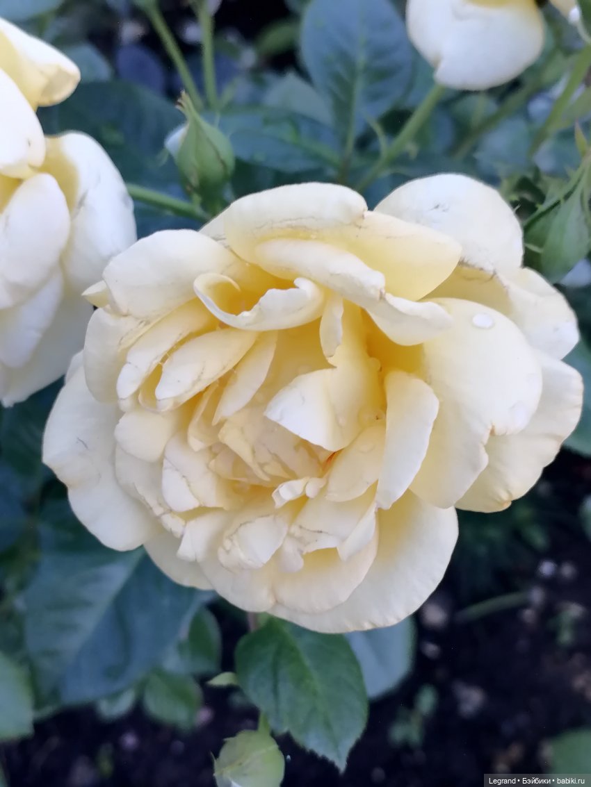 Санкт-Петербург: розы, Август, Нева, закат - часть первая