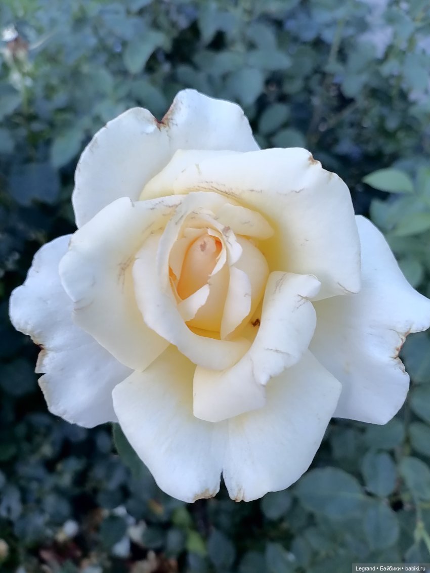 Санкт-Петербург: розы, Август, Нева, закат - часть первая