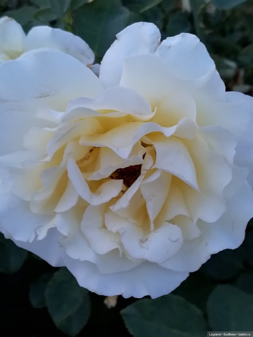 Санкт-Петербург: розы, Август, Нева, закат - часть первая