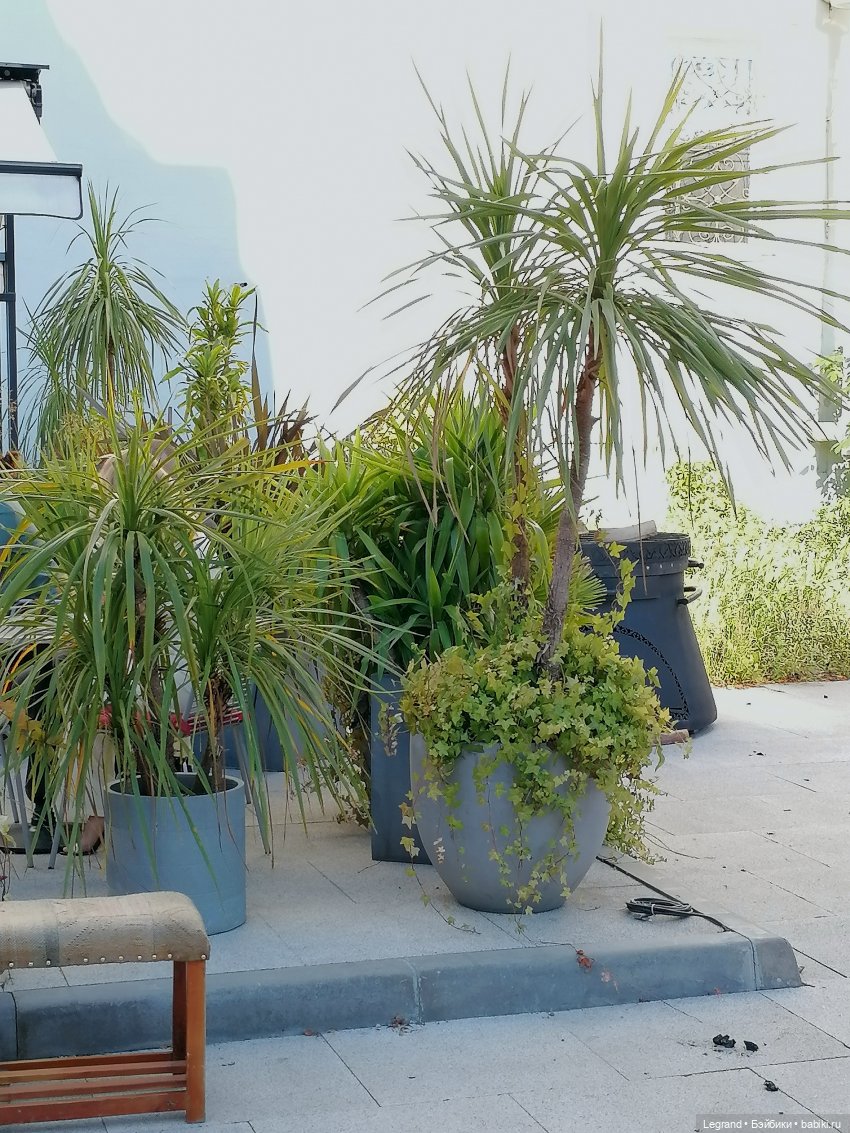 Из жизни моих мишек: Мишель во дворе особняка И.К. Мясникова - пальмы (фото 6)