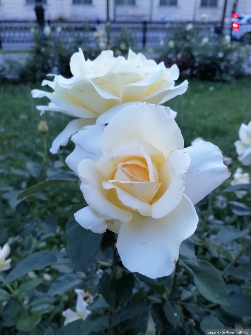 Санкт-Петербург: розы, Август, Нева, закат - часть первая