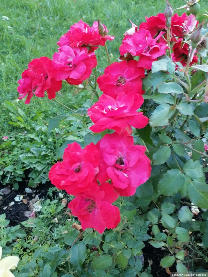 Санкт-Петербург: розы, Август, Нева, закат - часть первая