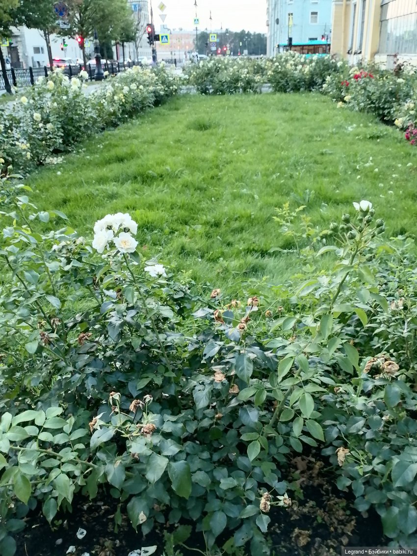 Санкт-Петербург: розы, Август, Нева, закат - часть первая