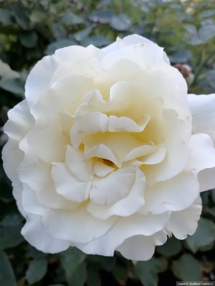 Санкт-Петербург: розы, Август, Нева, закат - часть первая