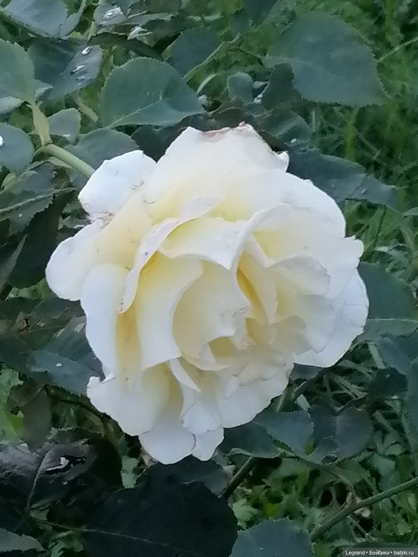 Санкт-Петербург: розы, Август, Нева, закат - часть первая