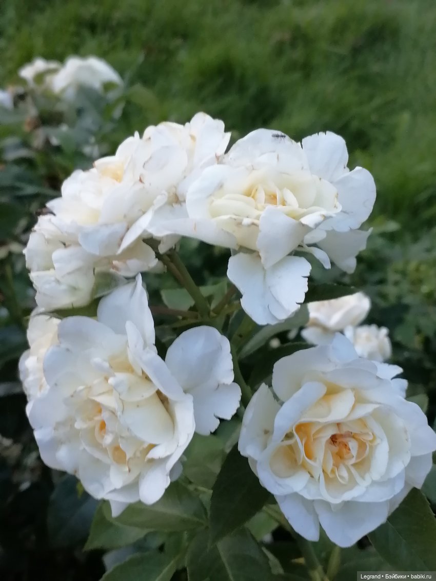 Санкт-Петербург: розы, Август, Нева, закат - часть первая