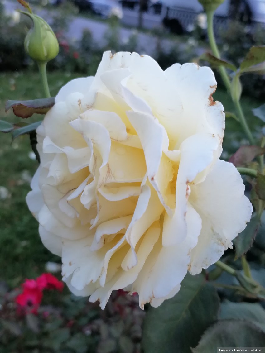 Санкт-Петербург: розы, Август, Нева, закат - часть первая