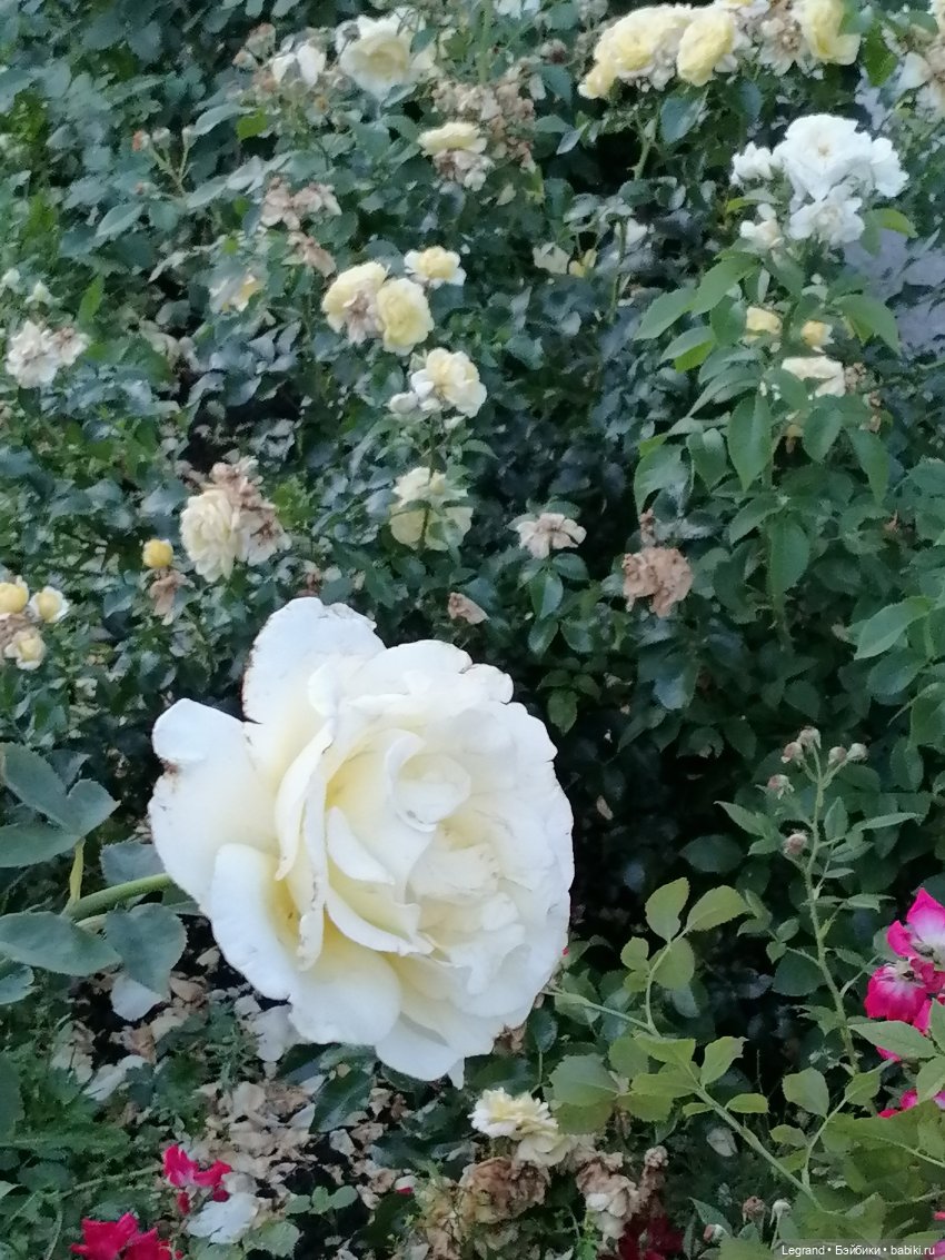 Санкт-Петербург: розы, Август, Нева, закат - часть первая