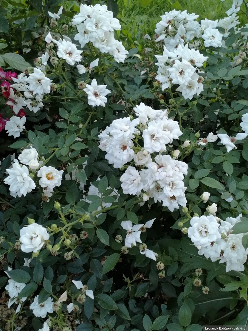 Санкт-Петербург: розы, Август, Нева, закат - часть первая