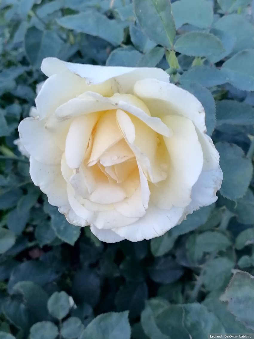 Санкт-Петербург: розы, Август, Нева, закат - часть первая