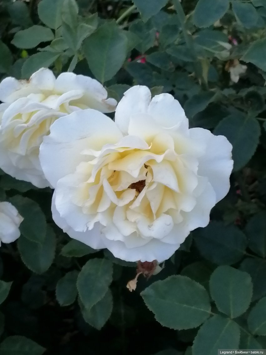 Санкт-Петербург: розы, Август, Нева, закат - часть первая