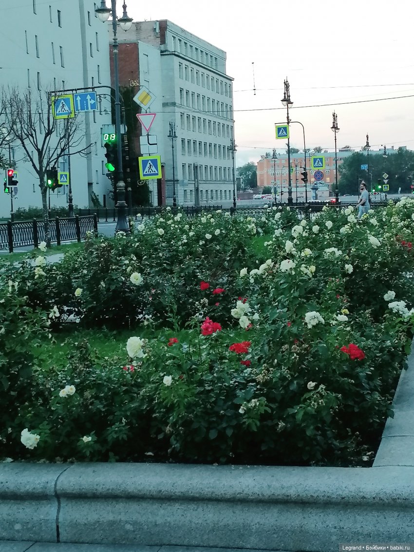 Санкт-Петербург: розы, Август, Нева, закат - часть первая