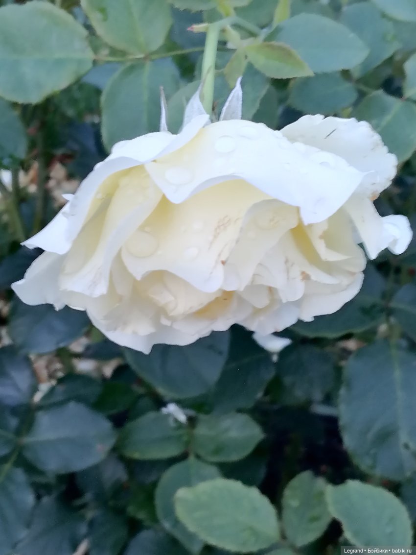 Санкт-Петербург: розы, Август, Нева, закат - часть первая