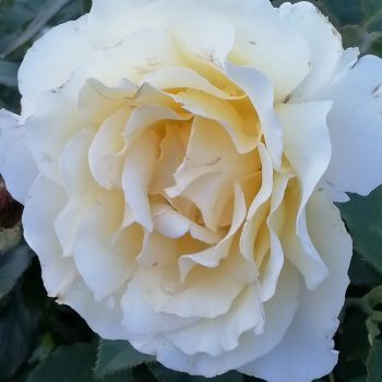 Санкт-Петербург: розы, Август, Нева, закат - часть первая