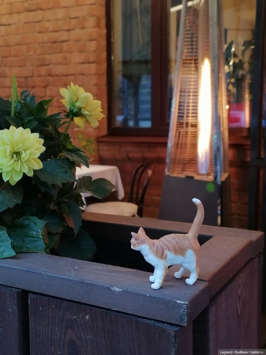 Лурения: перепись кошачьих - 2025 🤗