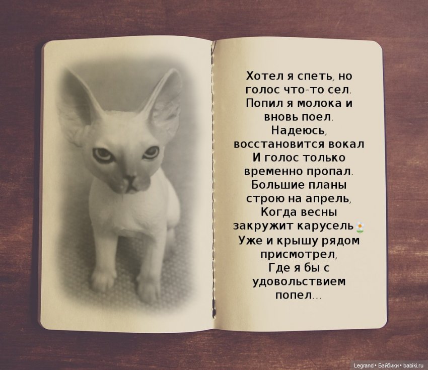 Лурения: перепись кошачьих - 2025 🤗