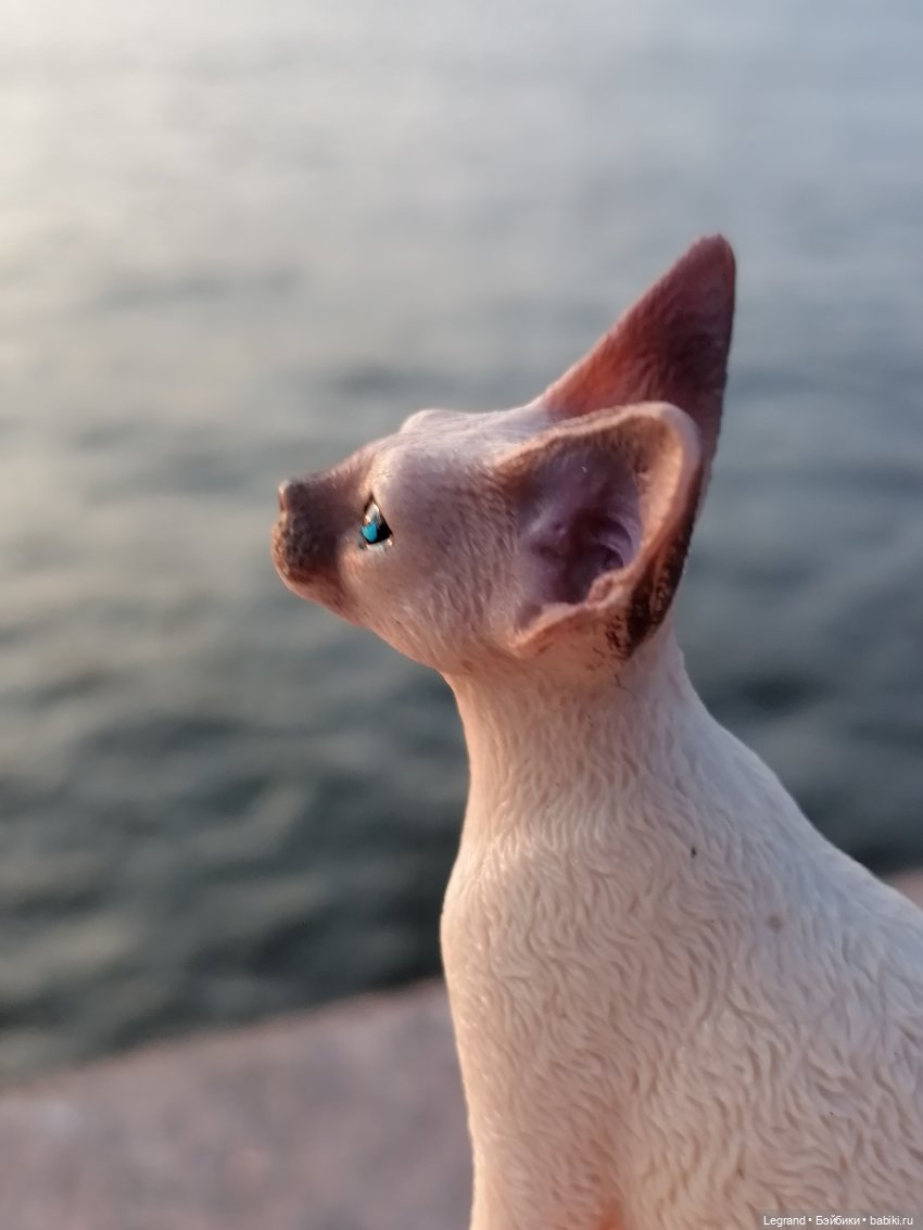 Лурения: перепись кошачьих - 2025 🤗