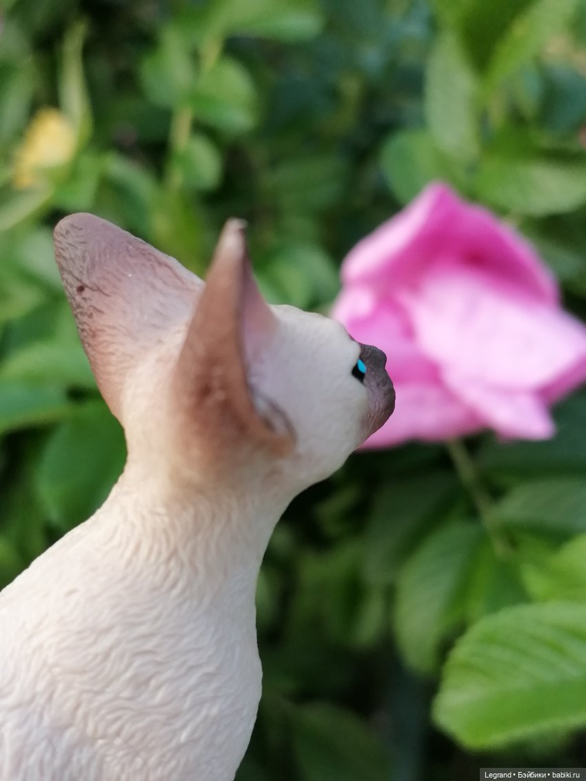 Лурения: перепись кошачьих - 2025 🤗