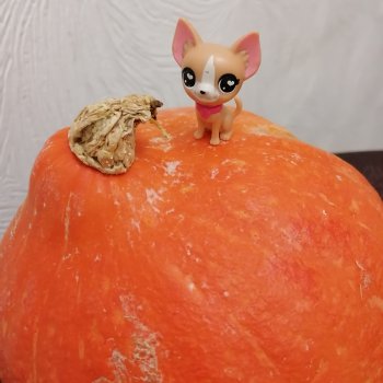 Лурения: прогулки в саду и около🤗🌴