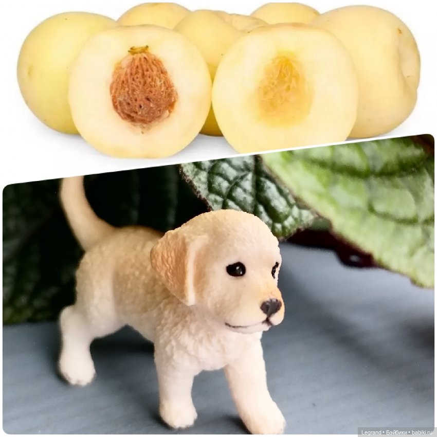 Лурения: "вкусные" имена наших питомцев🍰🍇