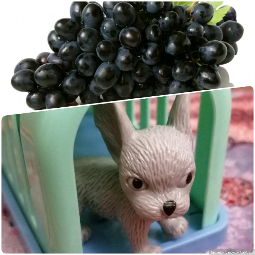 Лурения: "вкусные" имена наших питомцев🍰🍇 (фото 8)